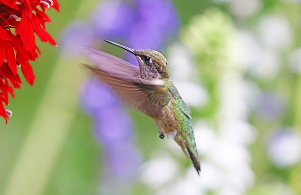 Incoming Hummer by Deb Oppermann
